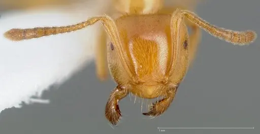 Lasius californicus specimen CASENT0005398 image casent0005398_2