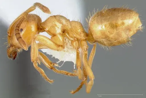 Lasius californicus specimen CASENT0005398 image casent0005398_3