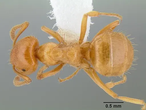 Lasius californicus specimen CASENT0106045 image casent0106045_1