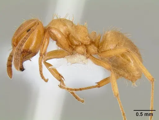 Lasius californicus specimen CASENT0106045 image casent0106045_3