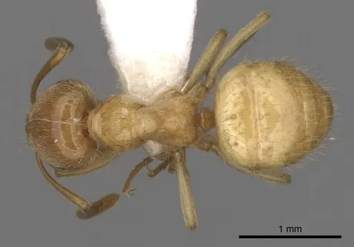 Lasius californicus specimen CASENT0280433 image casent0280433_1