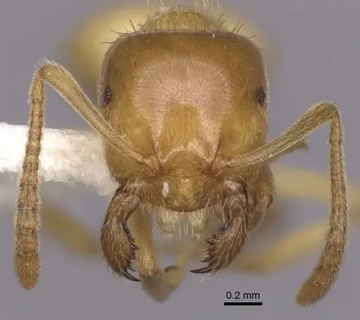 Lasius californicus specimen CASENT0280433 image casent0280433_2