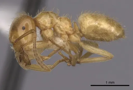 Lasius californicus specimen CASENT0280433 image casent0280433_3