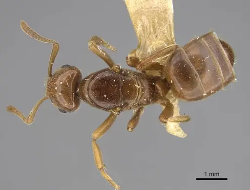 Lasius californicus specimen CASENT0843994 image casent0843994_1