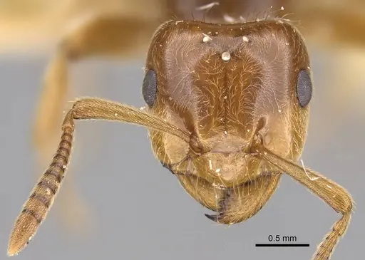 Lasius californicus specimen CASENT0843994 image casent0843994_2