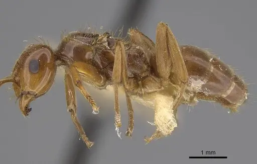 Lasius californicus specimen CASENT0843994 image casent0843994_3