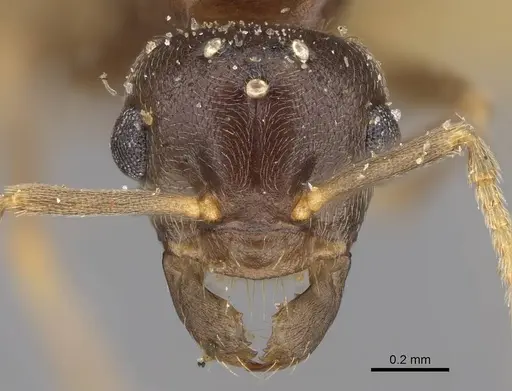 Lasius californicus specimen CASENT0843995 image casent0843995_2