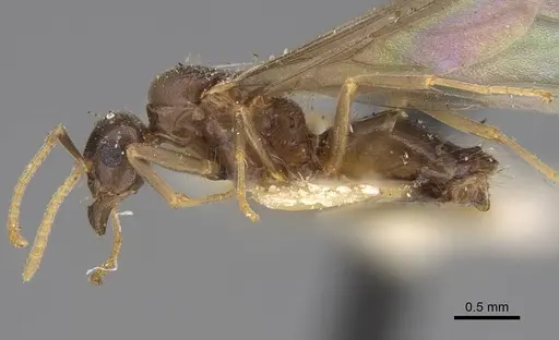 Lasius californicus specimen CASENT0843995 image casent0843995_3
