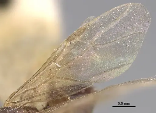 Lasius californicus specimen CASENT0843995 image casent0843995_4