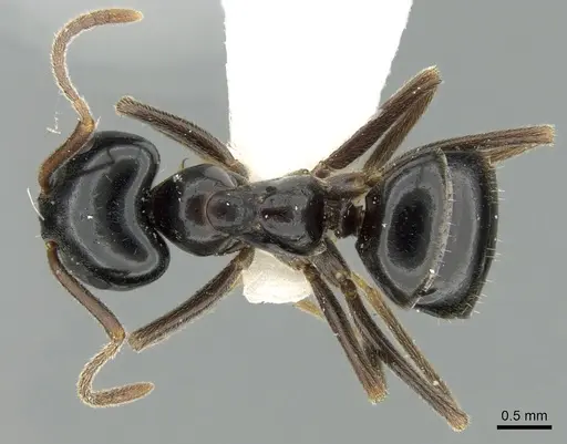 Lasius capitatus specimen CASENT0906272 image casent0906272_1