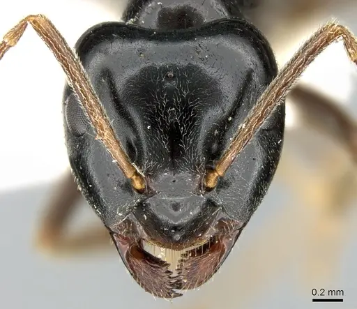 Lasius capitatus specimen CASENT0906272 image casent0906272_2