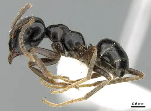 Lasius capitatus specimen CASENT0906272 image casent0906272_3