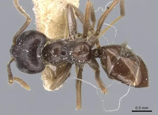 Lasius capitatus specimen CASENT0915592 image casent0915592_1