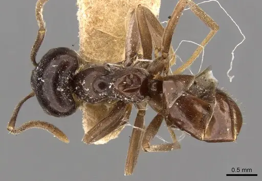 Lasius capitatus specimen CASENT0915592 image casent0915592_2
