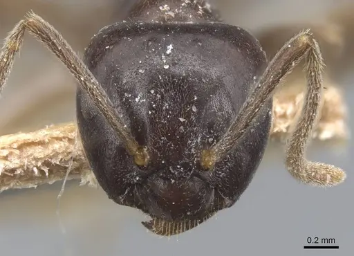 Lasius capitatus specimen CASENT0915592 image casent0915592_3