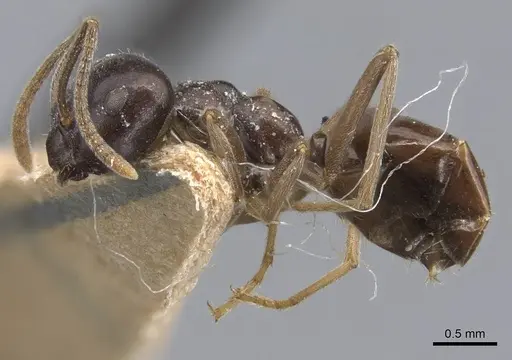 Lasius capitatus specimen CASENT0915592 image casent0915592_5