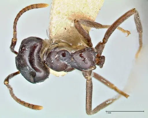 Lasius capitatus specimen FOCOL2742 image focol2742_1