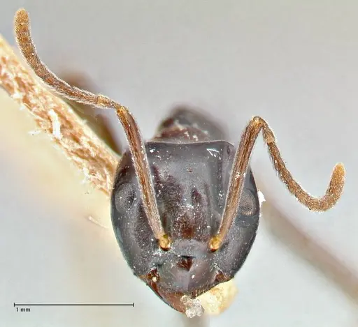 Lasius capitatus specimen FOCOL2742 image focol2742_2