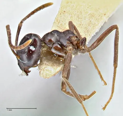 Lasius capitatus specimen FOCOL2742 image focol2742_3