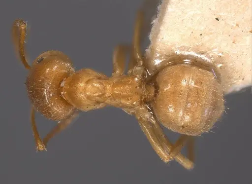 Lasius carniolicus specimen ANTWEB1008432 image antweb1008432_1