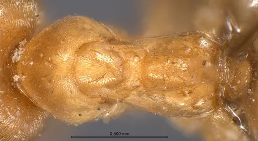 Lasius carniolicus specimen ANTWEB1008432 image antweb1008432_2