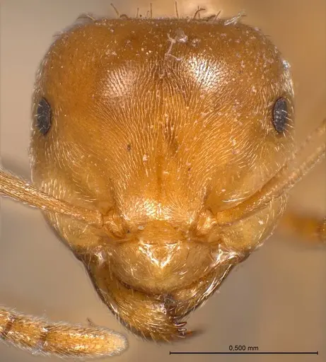 Lasius carniolicus specimen ANTWEB1008432 image antweb1008432_3