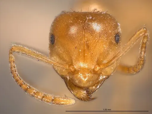 Lasius carniolicus specimen ANTWEB1008432 image antweb1008432_4