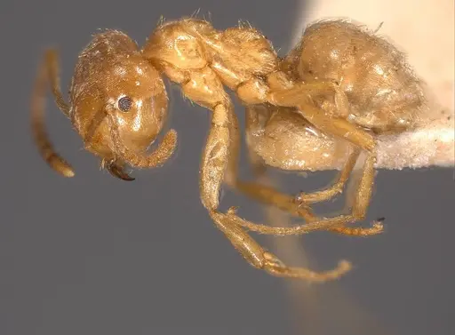 Lasius carniolicus specimen ANTWEB1008432 image antweb1008432_5