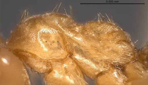 Lasius carniolicus specimen ANTWEB1008432 image antweb1008432_6