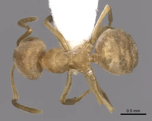 Lasius carniolicus specimen CASENT0280471 image casent0280471_1