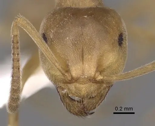 Lasius carniolicus specimen CASENT0280471 image casent0280471_2