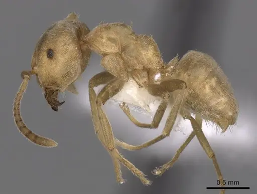 Lasius carniolicus specimen CASENT0280471 image casent0280471_3