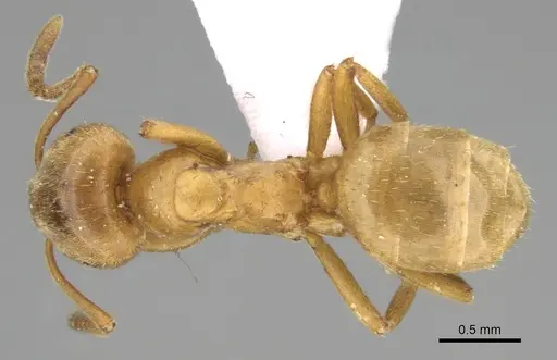 Lasius carniolicus specimen CASENT0906074 image casent0906074_1