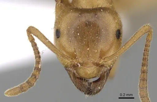 Lasius carniolicus specimen CASENT0906074 image casent0906074_2