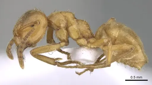 Lasius carniolicus specimen CASENT0906074 image casent0906074_3