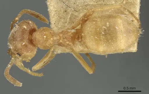 Lasius carniolicus specimen CASENT0911053 image casent0911053_1