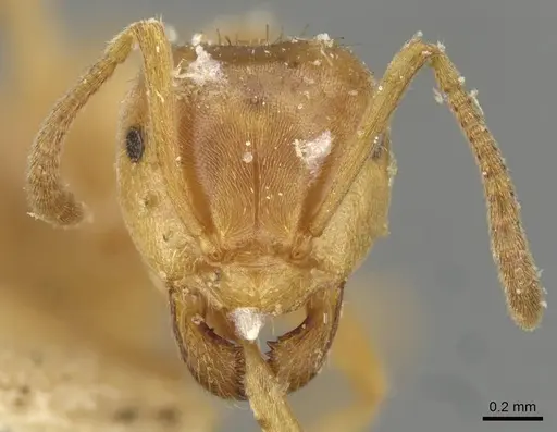 Lasius carniolicus specimen CASENT0911053 image casent0911053_2