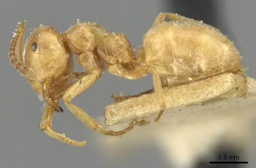 Lasius carniolicus specimen CASENT0911053 image casent0911053_3
