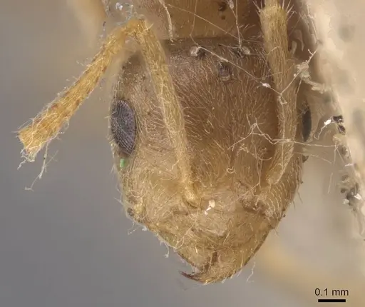 Lasius carniolicus specimen CASENT0913597 image casent0913597_2