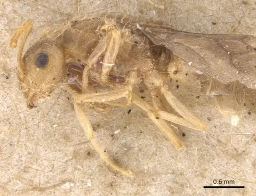 Lasius carniolicus specimen CASENT0913597 image casent0913597_3