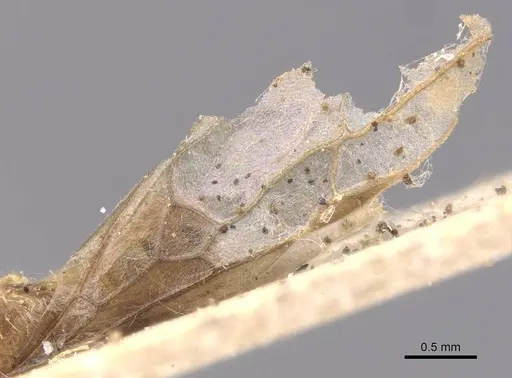 Lasius carniolicus specimen CASENT0913597 image casent0913597_4