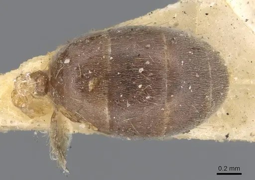 Lasius carniolicus specimen CASENT0915588 image casent0915588_1