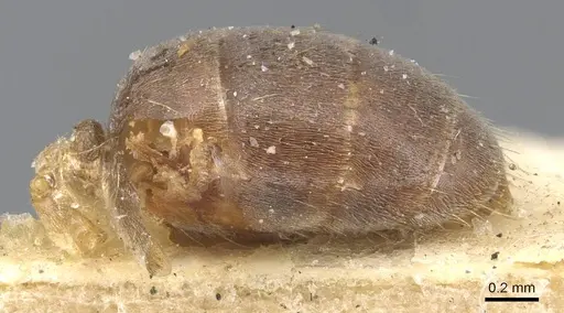 Lasius carniolicus specimen CASENT0915588 image casent0915588_2