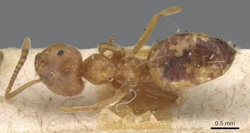 Lasius carniolicus specimen CASENT0915589 image casent0915589_1