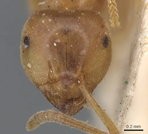 Lasius carniolicus specimen CASENT0915589 image casent0915589_2
