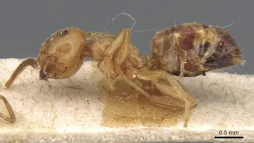 Lasius carniolicus specimen CASENT0915589 image casent0915589_3