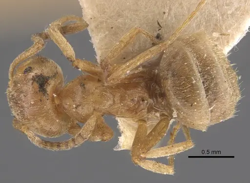 Lasius carniolicus specimen CASENT0917312 image casent0917312_1