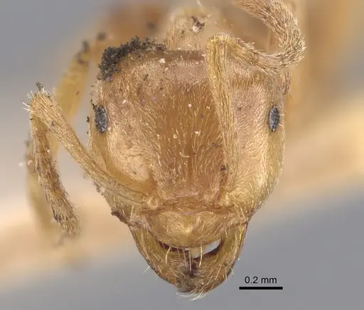 Lasius carniolicus specimen CASENT0917312 image casent0917312_2