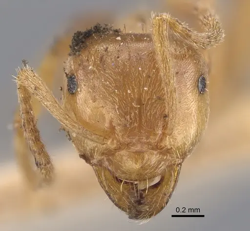 Lasius carniolicus specimen CASENT0917312 image casent0917312_3