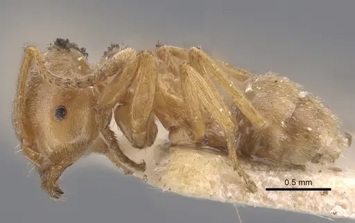 Lasius carniolicus specimen CASENT0917312 image casent0917312_4